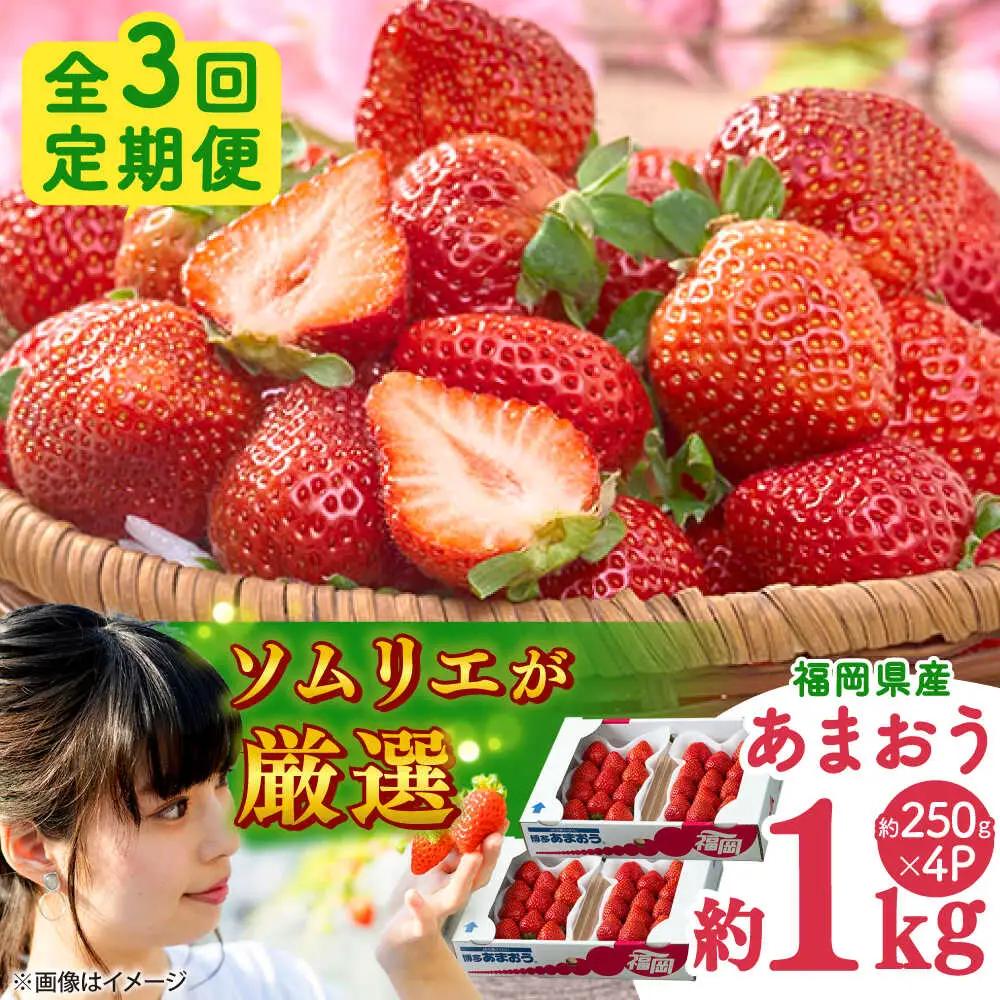【全3回定期便】福岡産 冬あまおう 250g×4P BGAG042 定期便 いちご苺