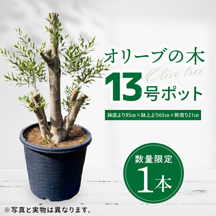 【ふるさと納税】【数量限定】オリーブの木 1本 13号|オリーブ 観賞用 新築 ギフト 美容 健康 長寿 取手市（BD004）