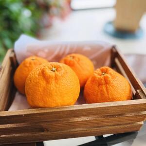 【ご家庭用】有田育ち「不知火（しらぬい）」約2.5kg しらぬい