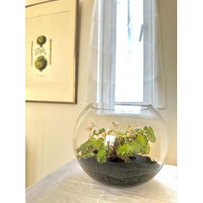 ふるさと納税 府中市 ベゴニアのテラリウム