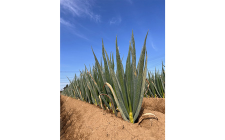 越谷ねぎ（白ねぎ2.5kg） ／ ネギ 葱 白ネギ 野菜 甘み 辛み 産直 鍋 煮物 炒めもの アヒージョ 薬味 万能 埼玉県 No.323
