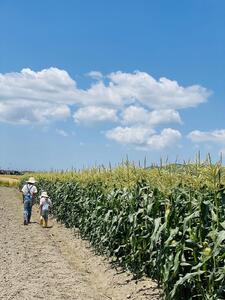 ＜2025年6月発送＞【完熟メロンのように甘い】朝採り!スイートコーン　約4kg（8～10本）【プレゼントにもオススメ】
