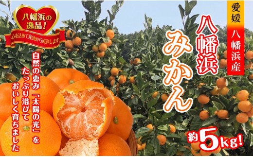 太陽の光・石垣の反射光・海面の反射光を浴びて育った「八幡浜みかん」約5キロ＜C39-79＞【1636310】 YWTF054