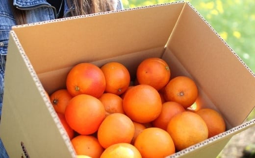 夕焼けブラッドオレンジ 訳あり 5kg