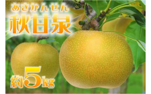 鳥取県産梨「秋甘泉（あきかんせん）」 5kg　先行受付