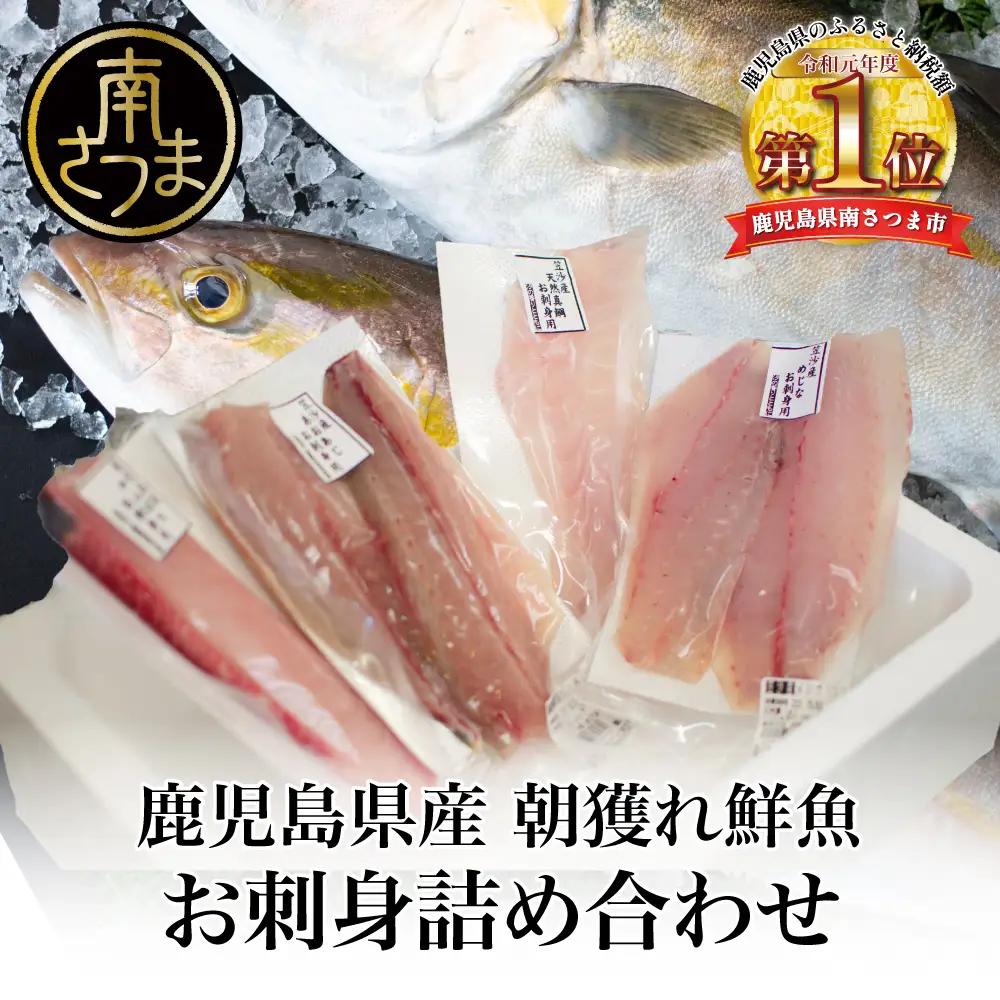 ★9月お届け★ お刺身 詰め合わせ（4種） 朝獲れ 漁師厳選 直送 冷蔵 刺身 さしみ 鮮魚 ヤマチョウ 鹿児島県産 海鮮 直送 セット 詰め合わせ ヤマチョウ 南さつま市