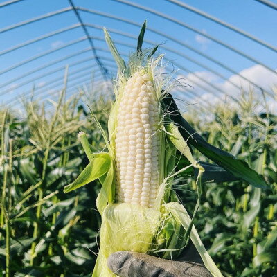 【ふるさと納税】富良野産　ホワイトショコラ　2Lサイズ　10本　ハウス栽培とうもろこし【配送不可地域：離島】【1376463】