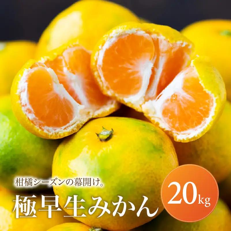愛媛 極早生 みかん 家庭用 20kg 【2026年10月上旬頃から順次発送】 | 温州みかん ミカン ごくわせ mikan みかん 蜜柑 訳ありフルーツ 柑橘 果物 おすすめ お勧め お取り寄せ ギフト 愛媛県 松山市 【MKN072】