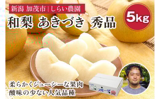 【2025年先行予約】しらい農園の和梨 あきづき 秀品5kg（8〜18玉）《9月下旬から順次発送》 果実 フルーツ 贈答 ギフト  甘くてジューシーな梨 なし 秋月 加茂市 しらい農園