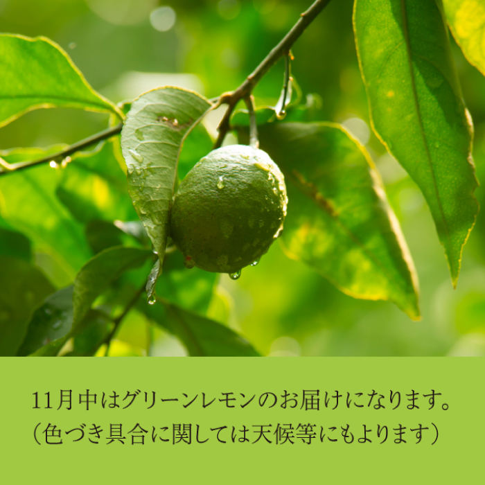 レモン【先行受付】【2025年12月以降発送】【栽培期間中 農薬・除草剤不使用】離島 佐木島！訳ありレモン 約2.5kg   広島 三原 佐木島 鷺島みかんじま 017063