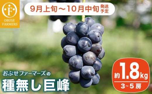 種無し巨峰 約1.8kg 3〜5房 ［おぶせファーマーズ］ 果物 フルーツ ぶどう ブドウ 葡萄 冷蔵便 クール便 長野県産 信州産 令和7年産 【2025年9月上旬〜10月中旬発送】 ［F-25］
