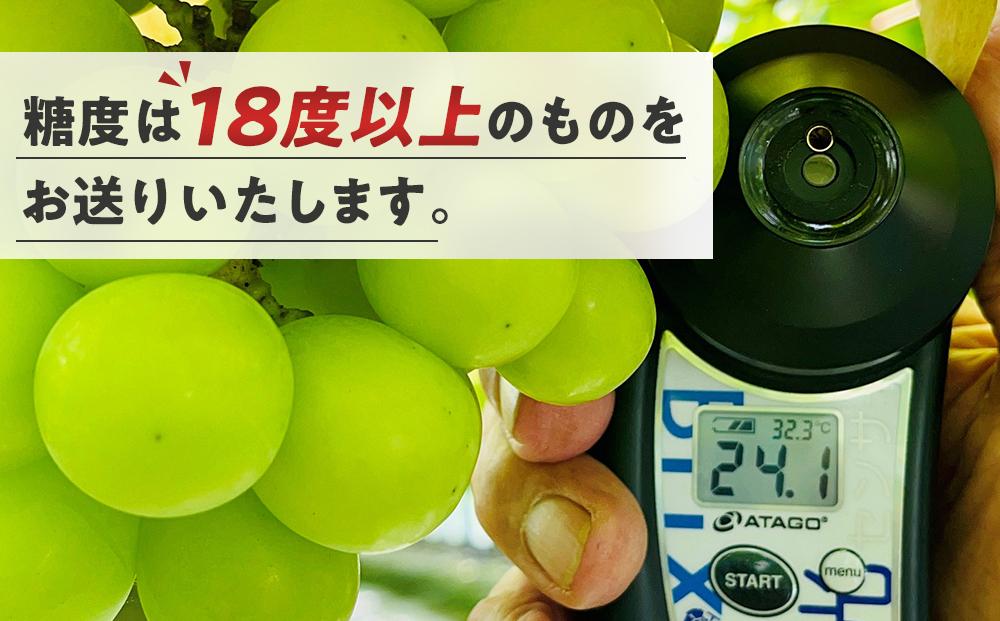 ぶどう 2024年 先行予約 シャインマスカット 秀品 約1kg 合計2房 農林大臣賞受賞 岡山 国産 果物 フルーツ シャイン マスカット 2024年6月下旬から発送 [No.5220-1746]
