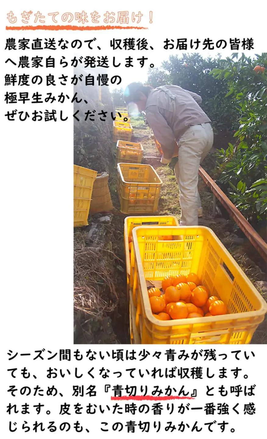 訳あり 極早生みかん 2S・3S混合 6.5kg 和歌山みかん