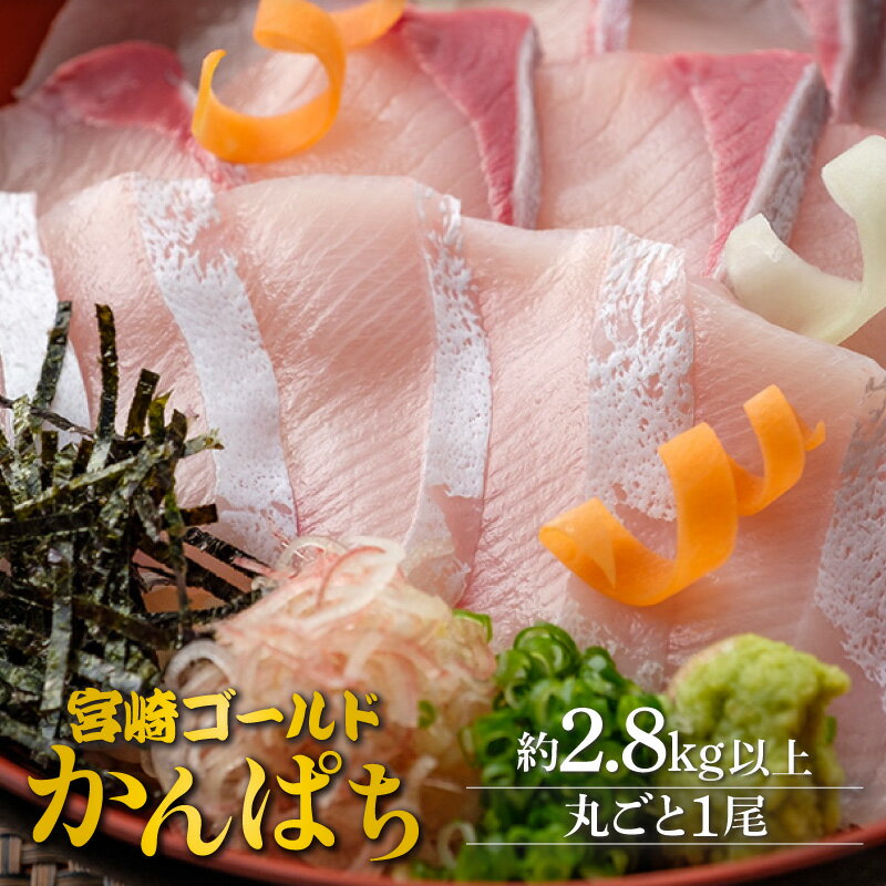 【ふるさと納税】刺身 魚 かんぱち 丸ごと 1尾 約 2.8kg 以上 新海屋 鰤屋金太郎 みやざきゴールド エラ 内臓 除去済み 宮崎ゴールドカンパチ 新鮮 鮮度抜群 ぷりぷり コリコリ 活締め脱血 丼 カルパッチョ しゃぶしゃぶ 塩焼き お取り寄せグルメ 送料無料 宮崎県 延岡市