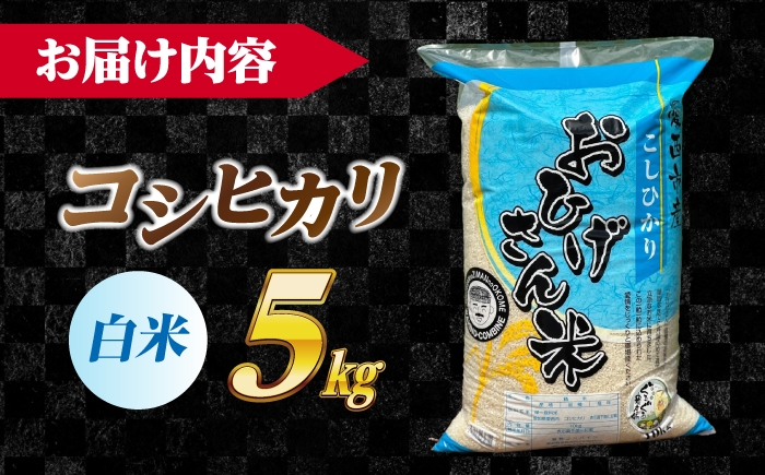 米 お米 5kg 5キロ 白米 精米 愛知県産 国産米 コシヒカリ 国産