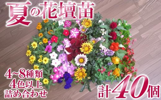 
            産地直送！夏の花壇苗４０個詰め合わせ
          