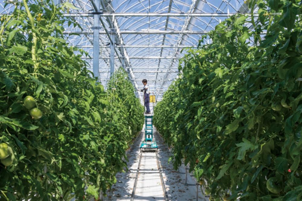 長生（ながいき）とまと１箱（20～24個(約4kg)）一宮町産 トマト