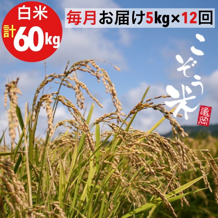 【12回定期便】京都 亀岡産 きぬひかり 「こぞう米」 5kg × 12ヶ月 合計60kg 毎月お届け《米 令和6年産 生活応援 訳あり》※北海道・沖縄・離島への配送不可