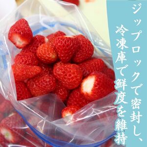 特別賞受賞！完熟 冷凍いちご BabyBerryFarm（3kg） 【 いちご 苺 いちご 静岡いちご いちご 冷凍いちご いちご 】
