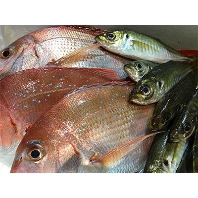 ふるさと納税 八幡浜市 竹中水産の「お手軽鮮魚ボックス約1.5キロ」!【D22-232】 |  | 01