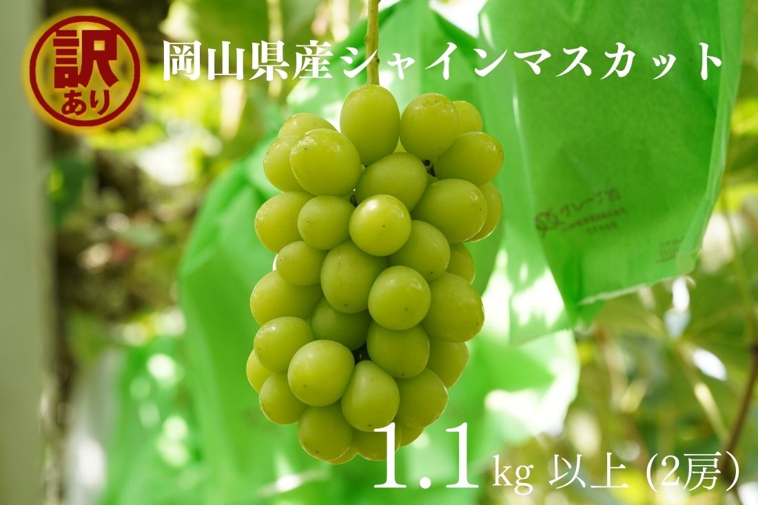 【ふるさと納税】《訳あり》シャインマスカット 2房（合計1.1kg以上）産地直送 朝採れ ぶどう 葡萄 ブドウ マスカット 果物 くだもの フルーツ 岡山のブドウ Kawahara Green Farm 倉敷市 送料無料【2025年9月上旬～10月下旬 発送予定】
