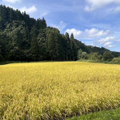 ふるさと納税 十和田市 【令和7年産】青森県産 まっしぐら 玄米 10kg |  | 01