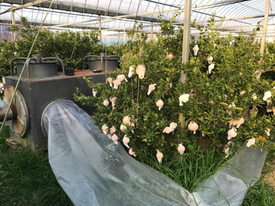 ［2箱セット］甘っ子 小玉 ハウス せとか 9玉入 × 2箱 手さげ箱 南泰園