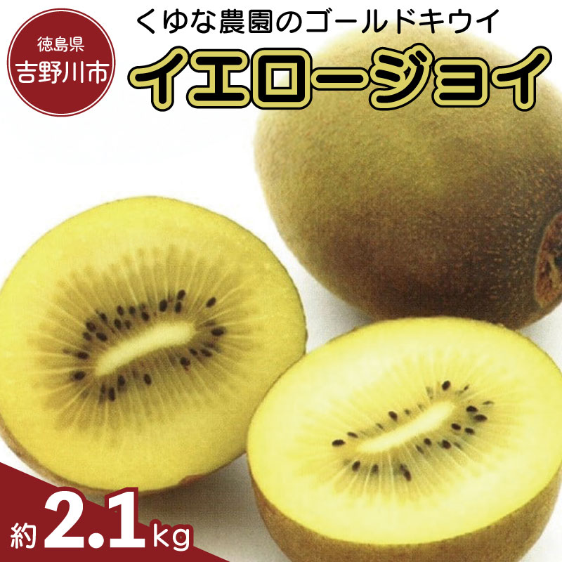 【ふるさと納税】 ゴールドキウイ 2.1kg キウイ フルーツ イエロージョイ 先行予約 糖度 16度 キウイフルーツ 期間限定 果物 ビタミンC 新鮮 旬 デザート 国産 ギフト 贈り物 送料無料 吉野川市 徳島県 くゆな農園