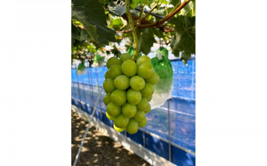 ぶどう 2026年  岡山県産 朝採れ シャインマスカット 2房（1kg以上）・シャインマスカットのドライフルーツ 40g×2袋 セット | フルーツ 果物 くだもの　朝採れ シャインマスカット ドライフルーツ 国産 岡山県産 食品 人気 おすすめ  送料無料 ギフト 贈り物 贈答品 プレゼント シャインマスカット ドライフルーツ