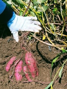 五霞町産さつま芋 (紅はるか) 1.6kg 【2024年12月より順次発送】