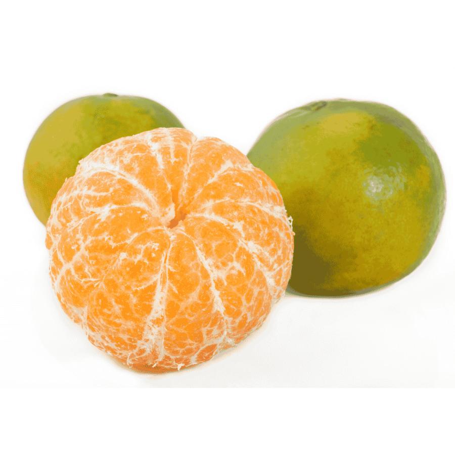 【もったいない！を食べよう】＜木負観光みかん園＞極早生みかん10kg