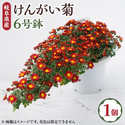 ふるさと納税 輪之内町 【2026年10月発送】　けんがい菊　6号鉢