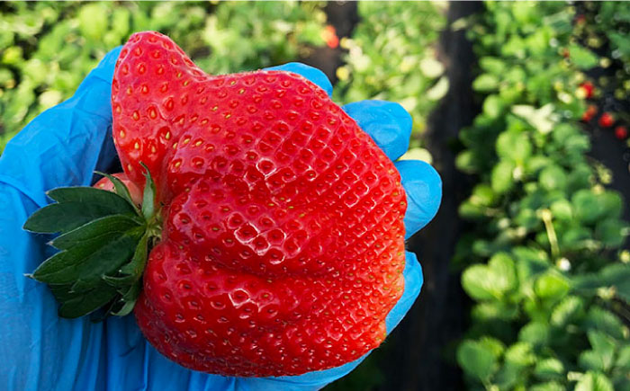 【2025年2月より発送】『自然環境農法』で育てた福岡県産 あまおう 約285g×2パック＜おおきべりー株式会社＞那珂川市 [GZE001]