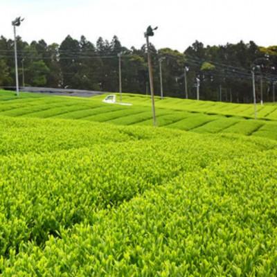 ふるさと納税 佐世保市 世知原茶お茶工場のまかない茶 |  | 01