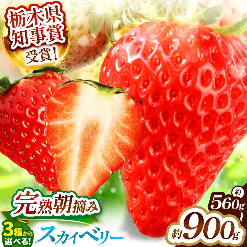 【ふるさと納税】【先行予約】【選べるグラム数】スカイベリー 560g 800g 900g ＜2025年12月下旬より、収穫・順次出荷予定＞| スカイベリー いちご 苺 フルーツ 果物 選べる グラム数 大きい 希少 美味しい 甘い ふるさと 納税 栃木県 矢板市