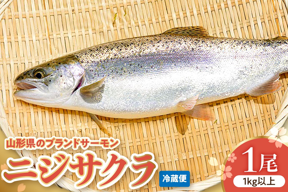 
                  ニジサクラ1尾（1kg以上） 山形県 東根市 さもりば養魚場提供 hi096-001
                