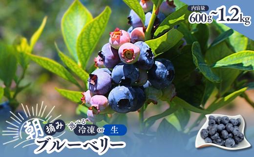 
                  【先行予約】選べる！ 冷凍 or 採れたて ブルーベリー 農家直送 // 南信州 国産 長野県産 フレッシュブルーベリー 大粒 甘い 人気 新鮮 厳選 贈答 産地直送 KB05 KB01 KB02
                