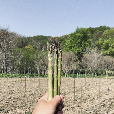 【先行予約】島牧村産露地栽培アスパラガス　1kg(M〜Lサイズ混合)【2026年5月上旬〜発送予定】【配送不可地域：離島】【1704919】