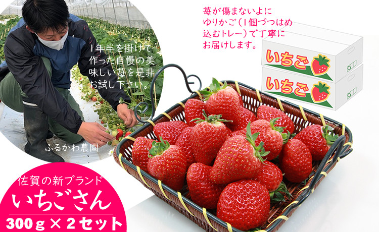 【先行予約】新品種 いちごさん 2箱セット ふるかわ農園 苺 人気 ランキング 評価 口コミ 高い