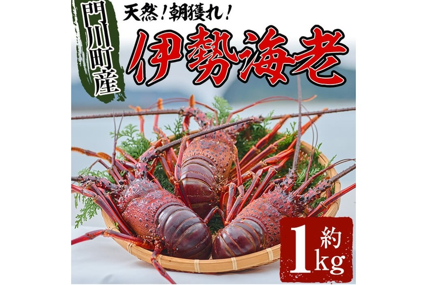 ＜数量限定＞天然！門川町産活き伊勢海老(計1kg・約2～3尾)エビ えび 刺身 魚介 海鮮 朝獲れ 国産【O-4】【門川漁業協同組合】