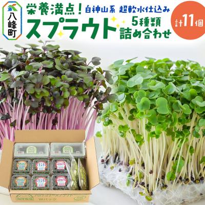 ふるさと納税 八峰町 スプラウト 5種 詰め合わせ 計11個【白神山系　超軟水仕込み】|16_mtn-010101