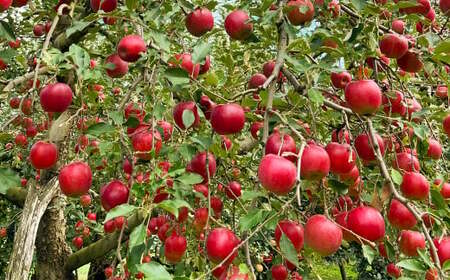 白鷹町産りんご （紅玉） 5kg りんご 林檎 果物 くだもの フルーツ 旬 紅玉 国産 山形県 白鷹町 【2025年9月下旬～10月上旬発送予定】