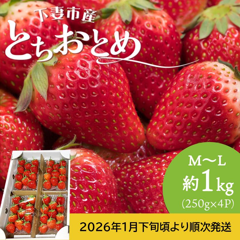 【ふるさと納税】とちおとめ いちご M ～ L 約1kg ( 250g × 4P ) 下妻市産 本州のみ配送 【 2026年1月下旬頃～3月中旬頃発送予定 】 いちご イチゴ 苺 とちおとめ ジューシー 果物 フルーツ 甘み