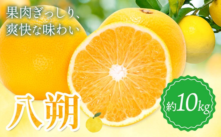 
                  八朔 約10kg 垣内農園 《2027年3月上旬-4月中旬頃出荷》和歌山県 日高川町 果物 フルーツはっさく ハッサク 柑橘 送料無料
                
