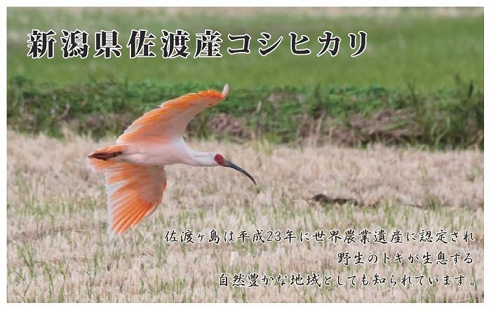 【新米・先行予約】5kg 新潟県佐渡産コシヒカリ5kg×6回「6カ月定期便」