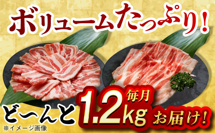 肉 豚 ぶた ブタ 豚バラ 焼肉 焼き肉 しゃぶしゃぶ 小分け 満腹 西海市 長崎 九州 定期便