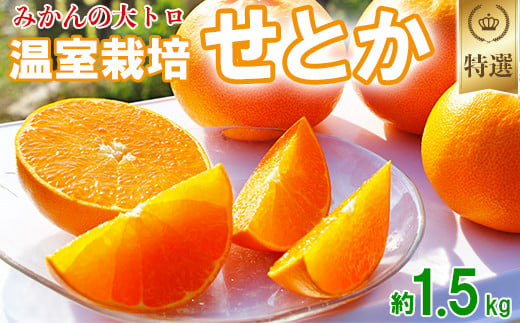 岩尾農園の温室栽培せとか 特選 約1.5kg 先行予約 柑橘類 みかん ミカン ＜066-003_5＞