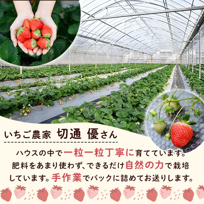 ＜先行予約受付中！2026年1月以降順次発送予定＞鹿児島県産 いちご さがほのか (1.4kg) イチゴ 苺 鹿児島県産 国産 ハウス栽培 フルーツ デザート 果物 手作業 数量限定 期間限定 旬【切通優】akn100-01