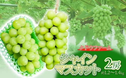 【令和8年産先行予約】シャインマスカット 2房（約1.2～1.4kg）　山形県鶴岡市　クドウファーム　| ブドウ 葡萄 ぶどう しゃいんますかっと マスカット 果物 くだもの フルーツ 旬 期間限定 産地直送 おいしい おすすめ 人気 お取り寄せ 返礼品