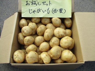 じゃがいも 有機JASじゃがいも(5kg/訳あり)先行予約